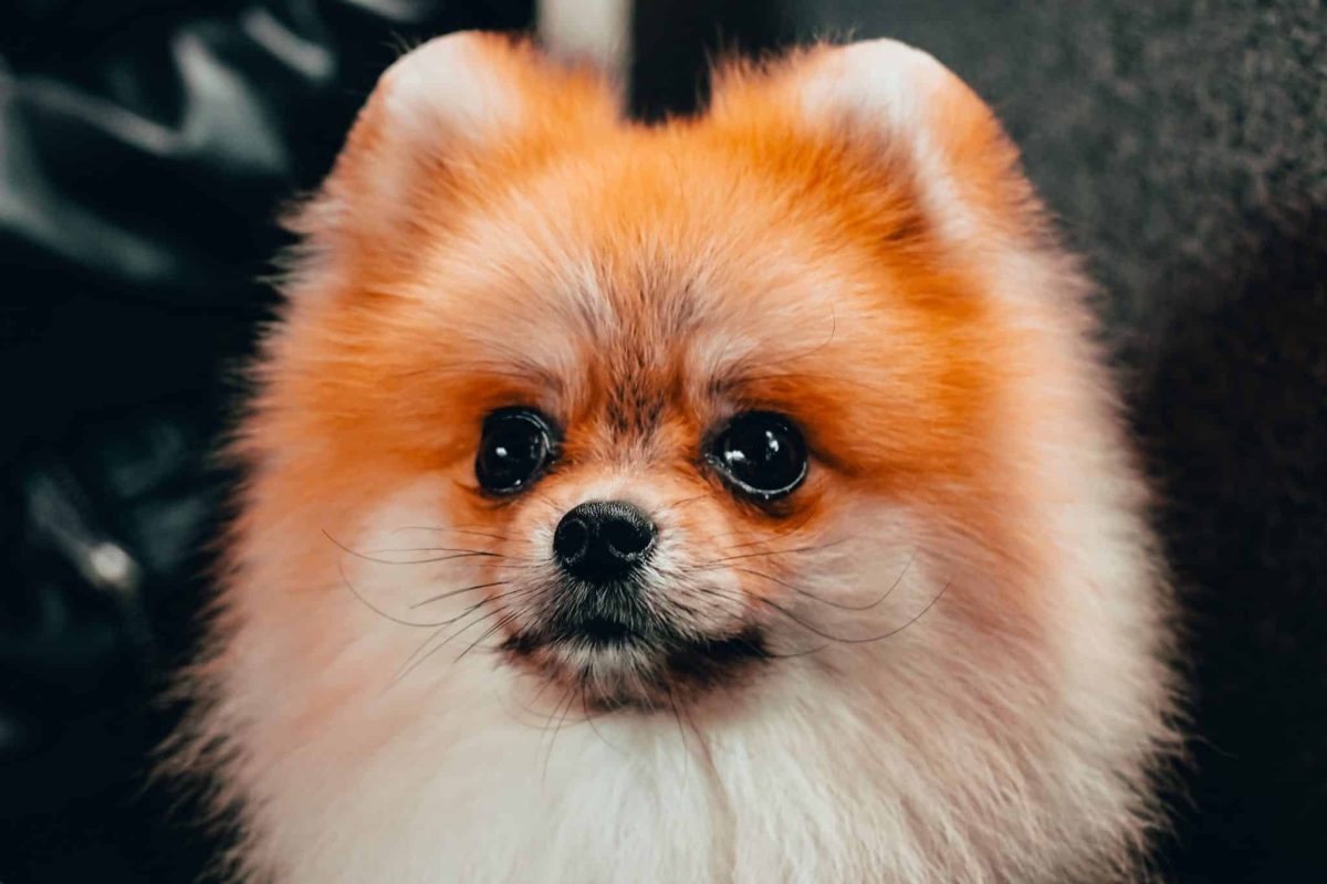 A dog's facial whiskers showing their distinctive placement around sensitive areas.