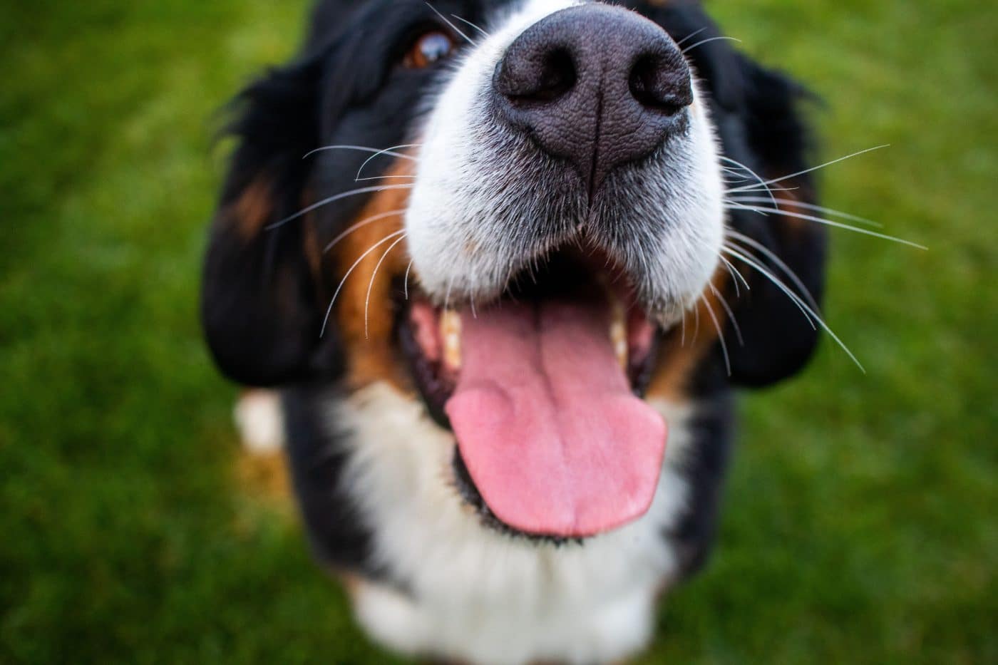 A dog's expressive whiskers introducing the fascinating sensory abilities explored throughout this article.