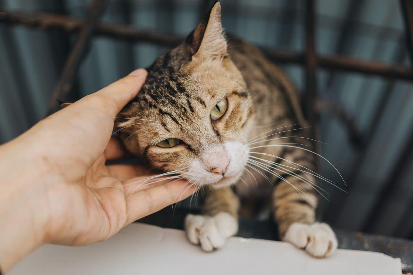 A friendly cat approaching a familiar person with their tail raised before rubbing against their leg.