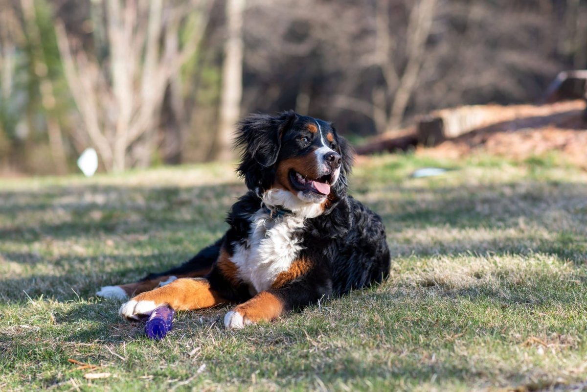 Bernese Mountain Dog displaying sturdy confidence and strength suited to rugged terrain.
