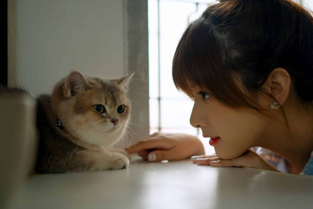 A cat looking attentively toward their person as they speak softly from nearby.