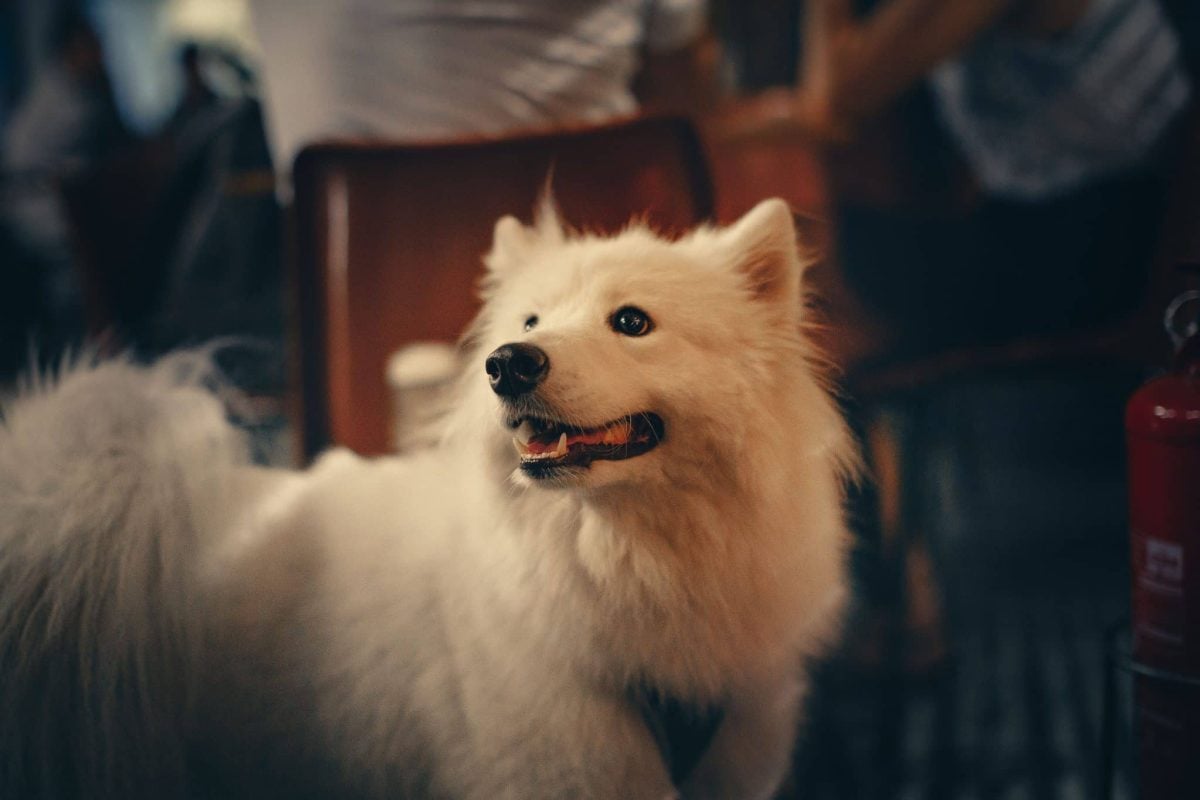 Samoyed radiating cheerful companionship and resilient energy inherited from ancient northern working traditions