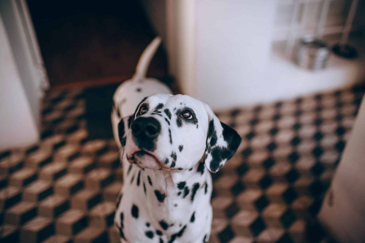 A devoted dog showing loyalty by staying close throughout everyday life.