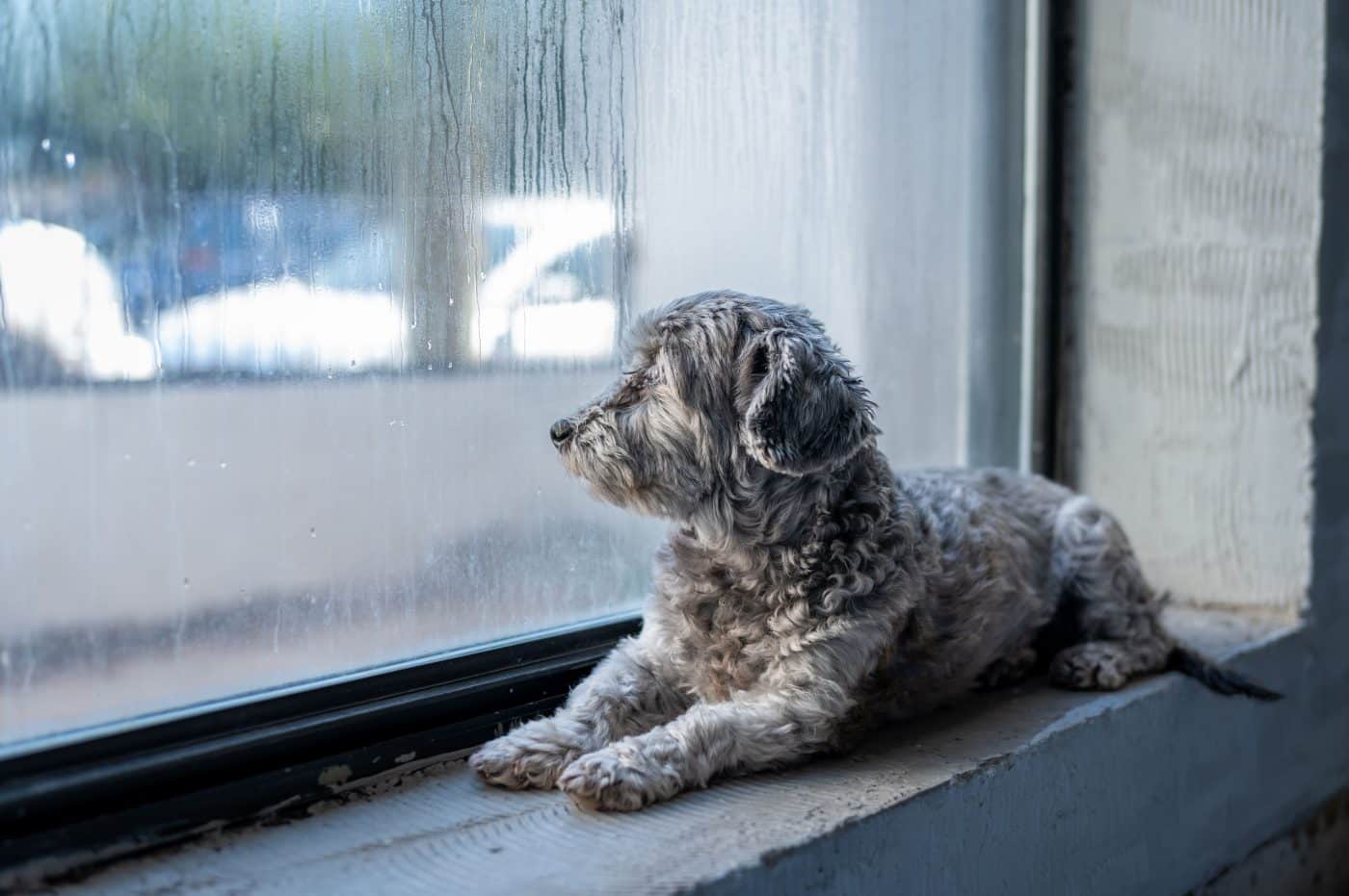A patient dog expressing steadfast loyalty through calm and trusting attentiveness.