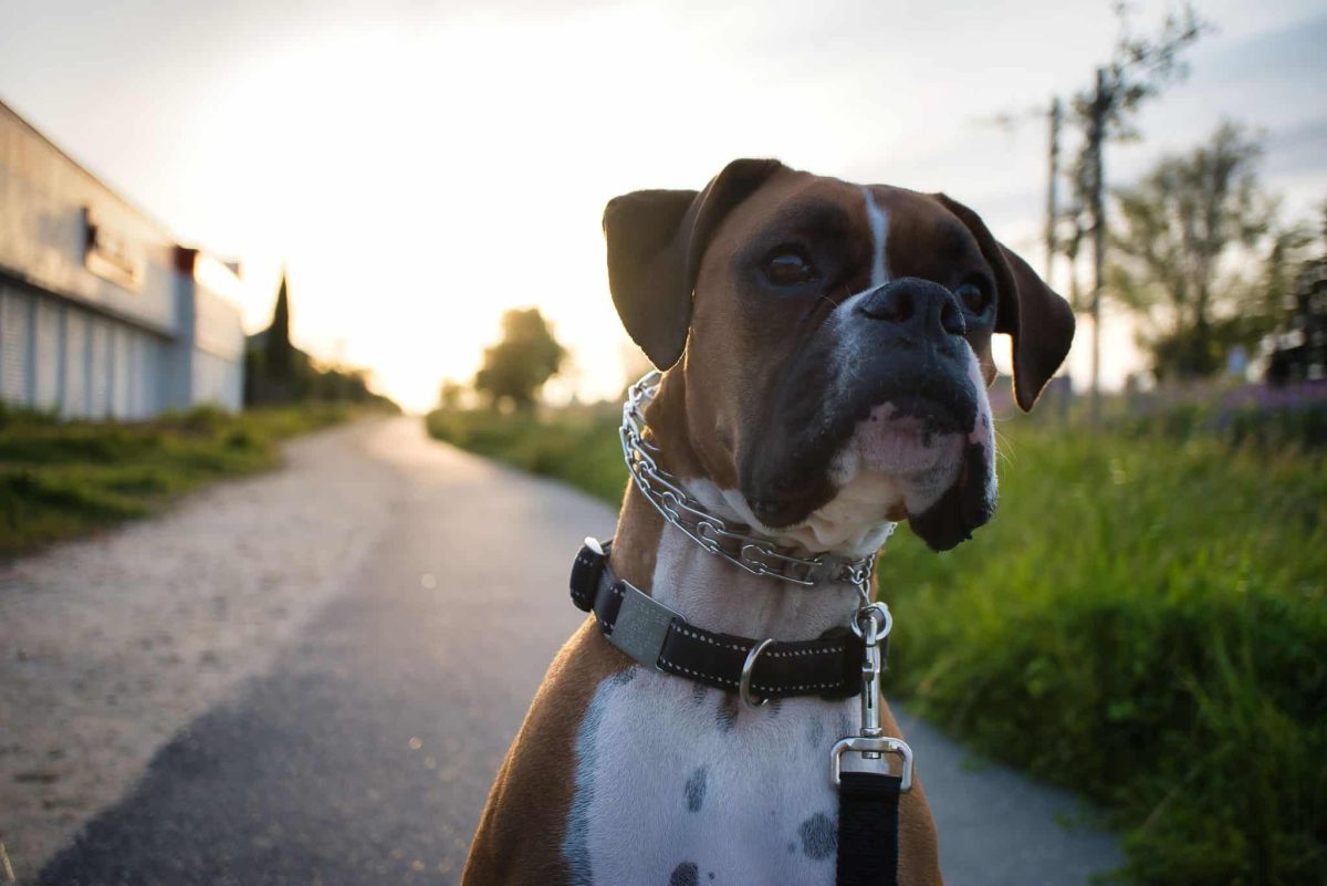 Boxer combining playful affection with alert and courageous protective instincts.