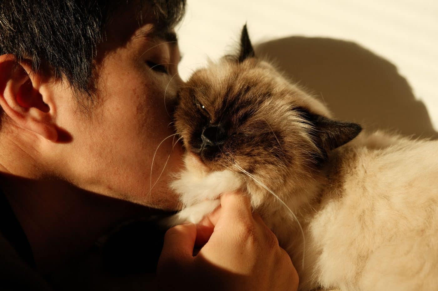 An affectionate cat rubbing their face against a person's hand while seeking gentle attention.