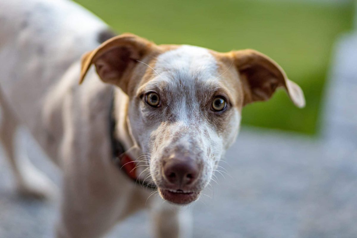 A young dog displaying natural whiskers that begin developing before birth.