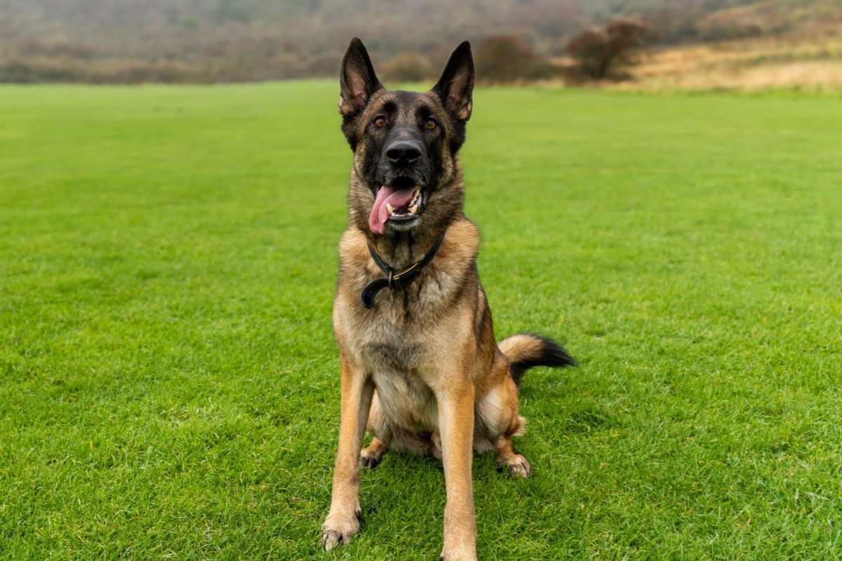 A watchful dog showing the loyalty and protective spirit celebrated throughout this article.