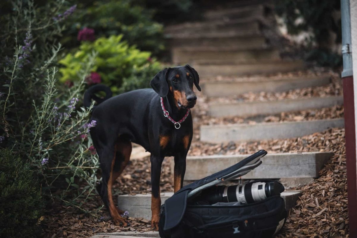 An inquisitive dog showing enthusiastic interest in newly arrived household items.