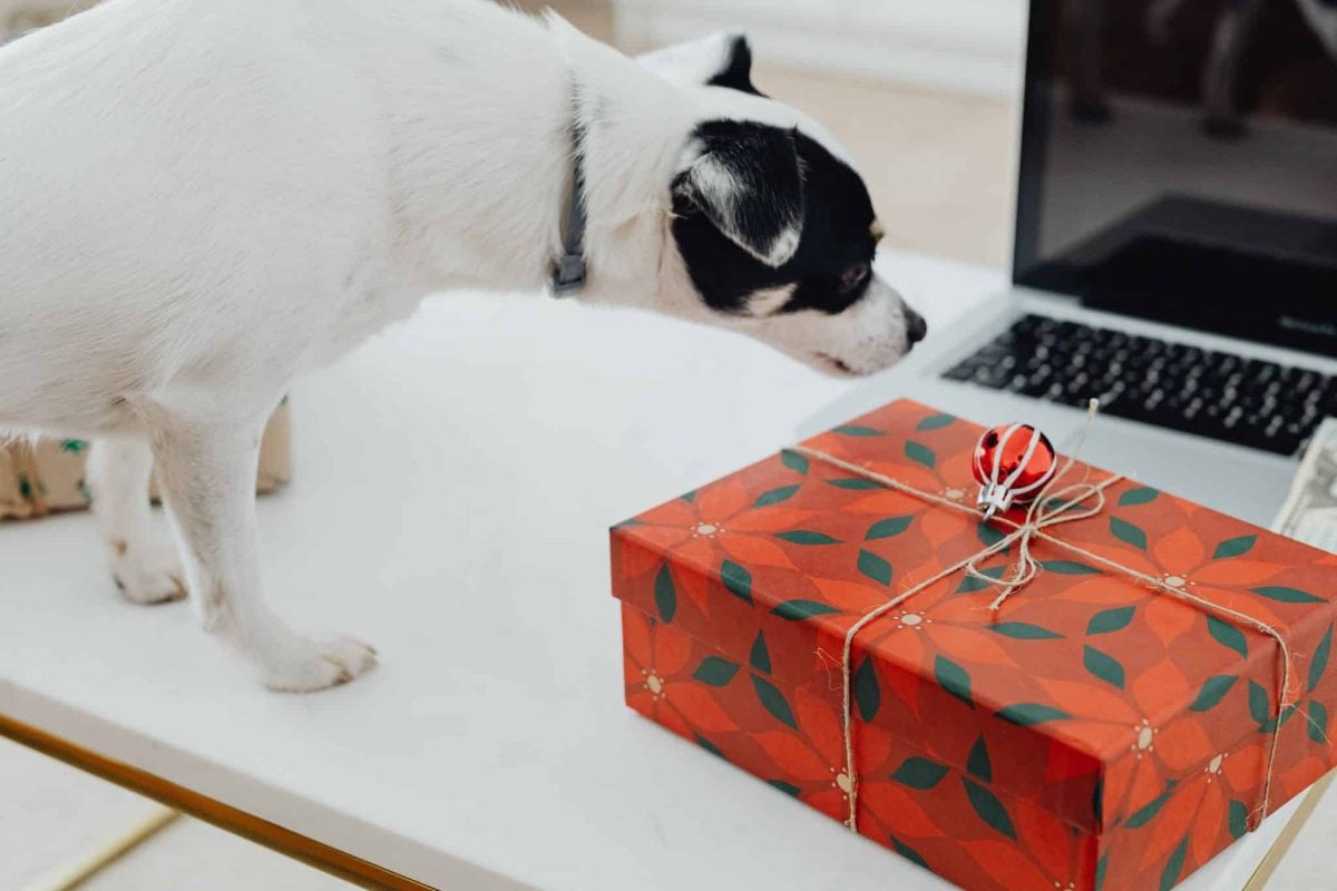 An alert dog displaying enthusiastic curiosity about something new and interesting.