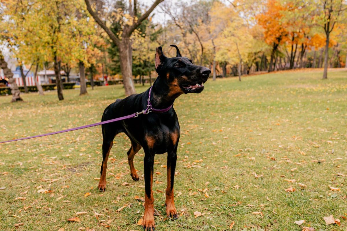 Doberman Pinscher appearing vigilant, intelligent, and devoted to protecting loved ones.