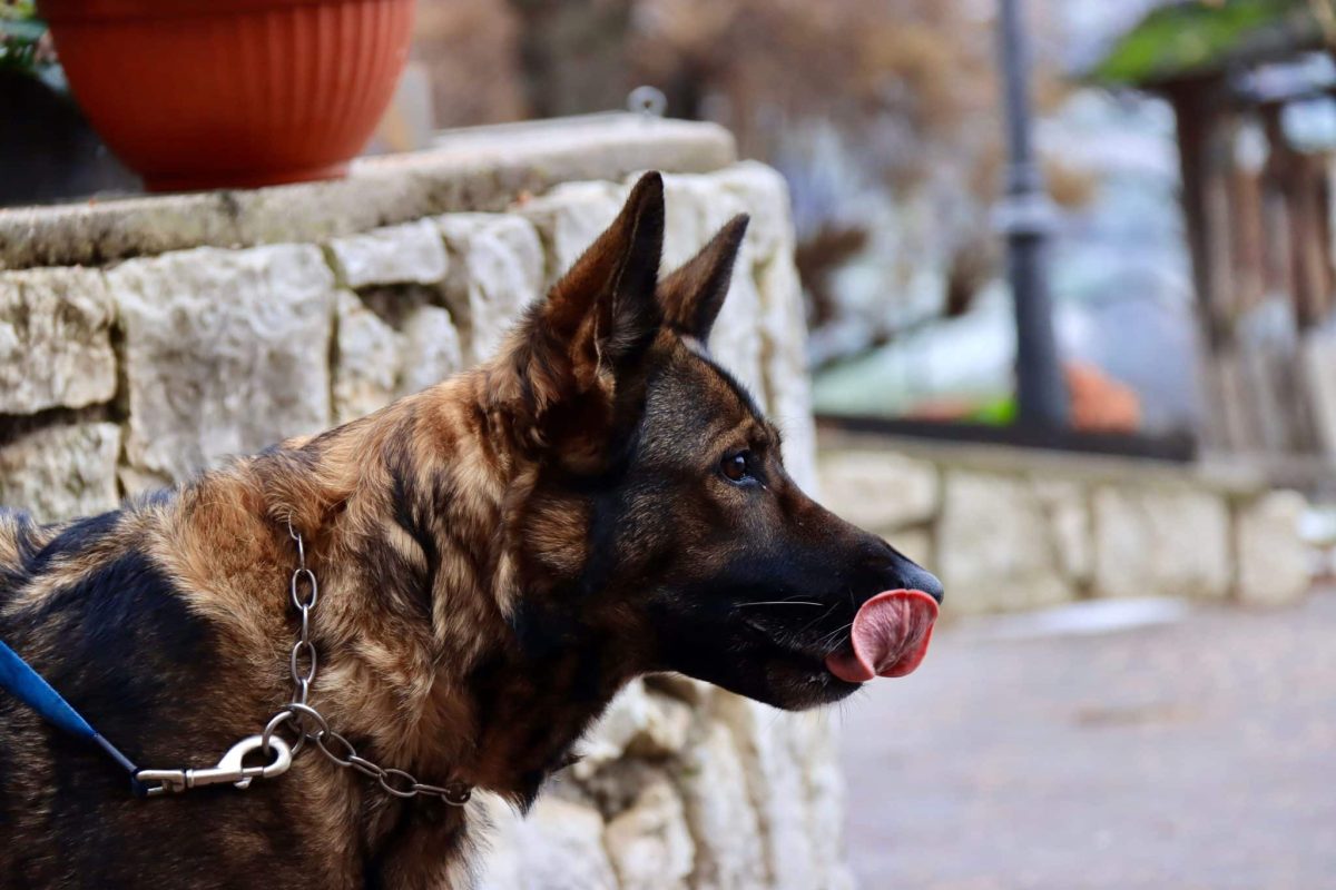 German Shepherd displaying alert confidence and devoted protective instincts.