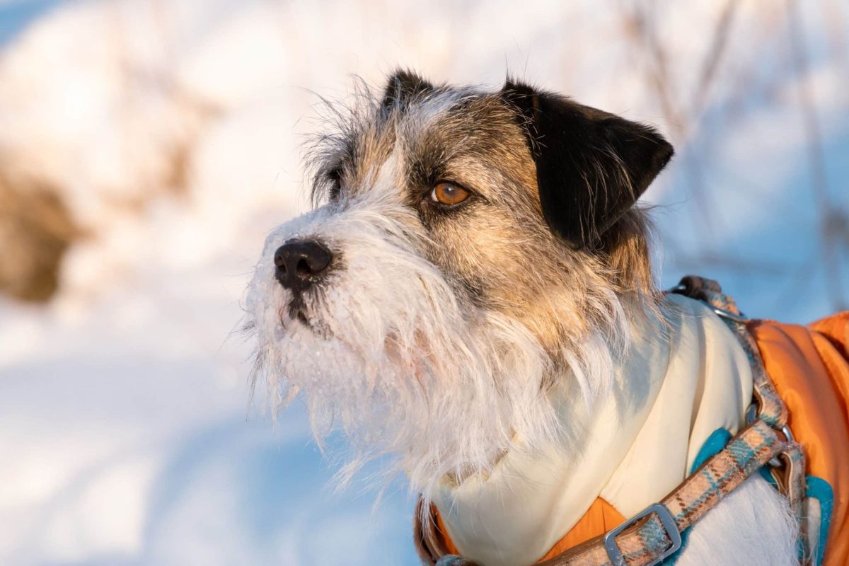 A unique dog displaying distinctive whiskers that add natural facial character.