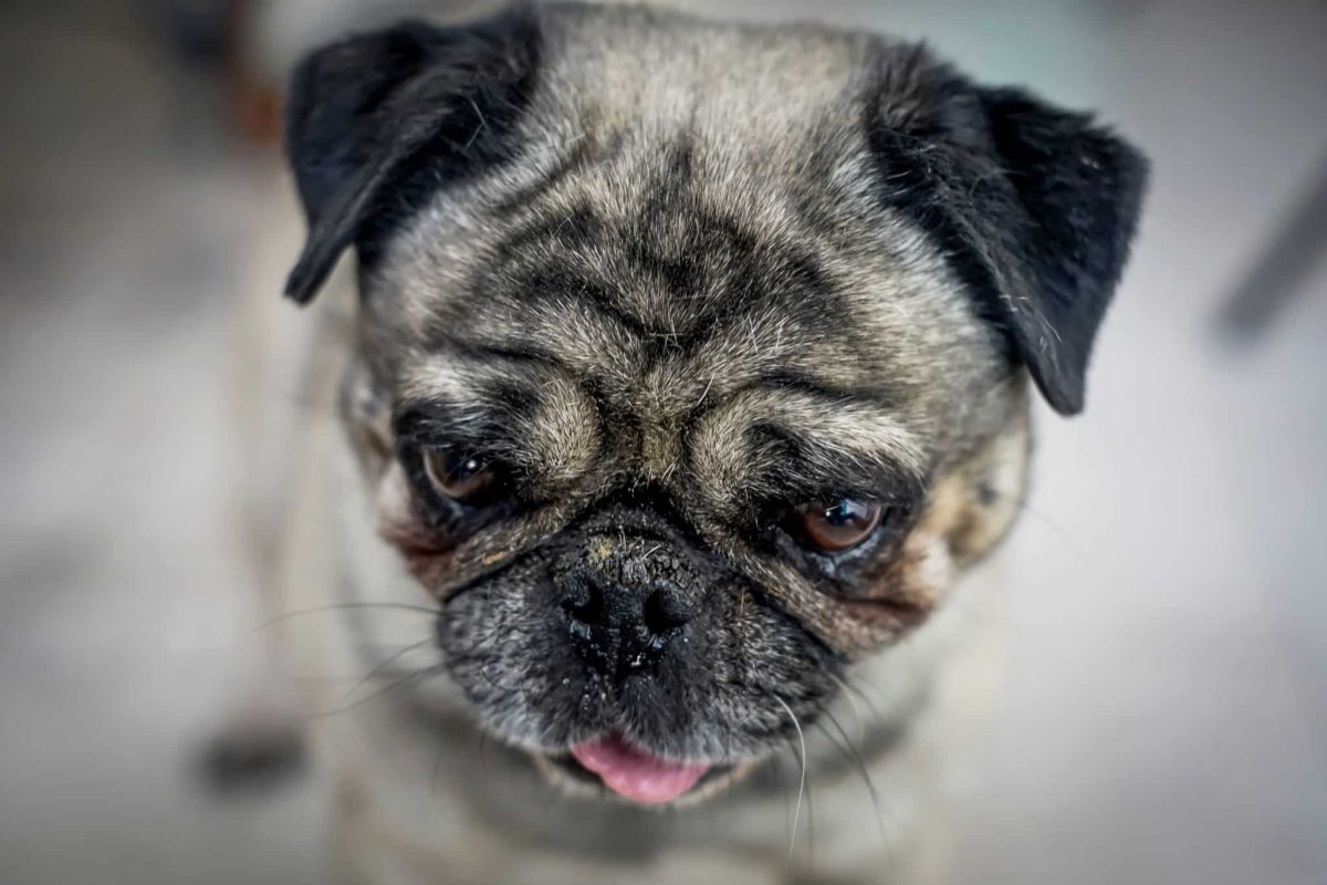 A focused dog showing whiskers connected to its remarkable sensory awareness.
