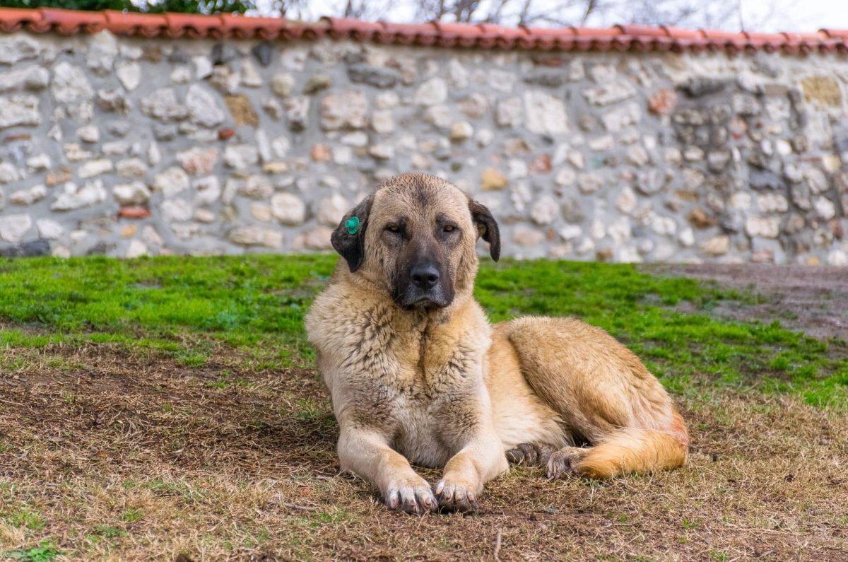 Anatolian Shepherd Dog demonstrating independence, courage, and powerful guardian instincts.