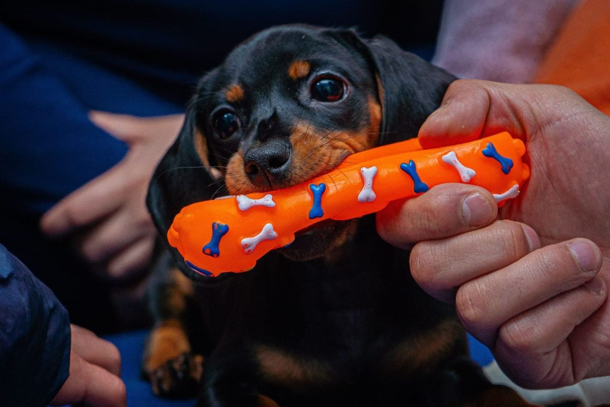 An affectionate dog showing trust by sharing something personally valuable.