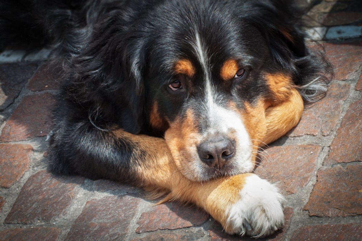 A large dog displaying impressively giant paws and an unforgettable gentle presence.