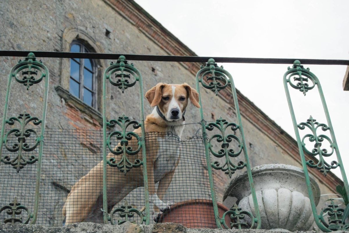 An alert dog displaying devoted attentiveness and calm loyalty toward family.