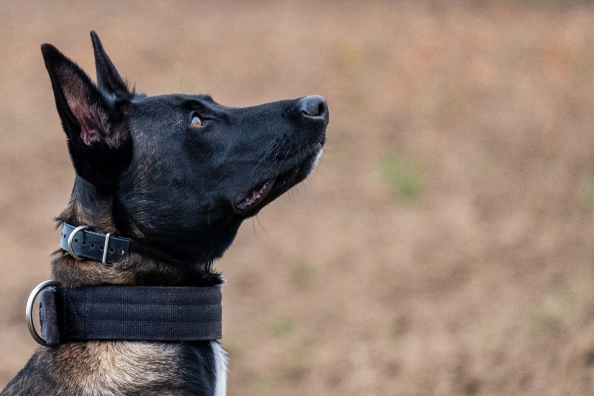 Belgian Malinois displaying intense concentration and impressive working scent detection ability.