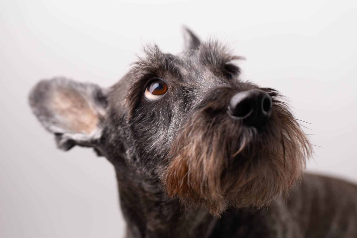 A curious dog displaying prominent whiskers and remarkable natural sensory awareness.