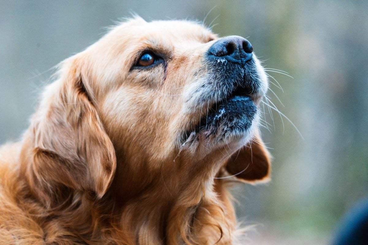 An attentive dog expressing loyalty through focused recognition of a familiar voice.