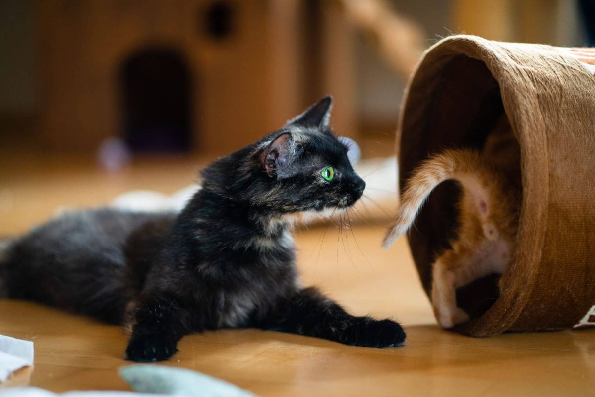 A playful cat stalking a feather wand toy across a living room floor during an interactive play session.