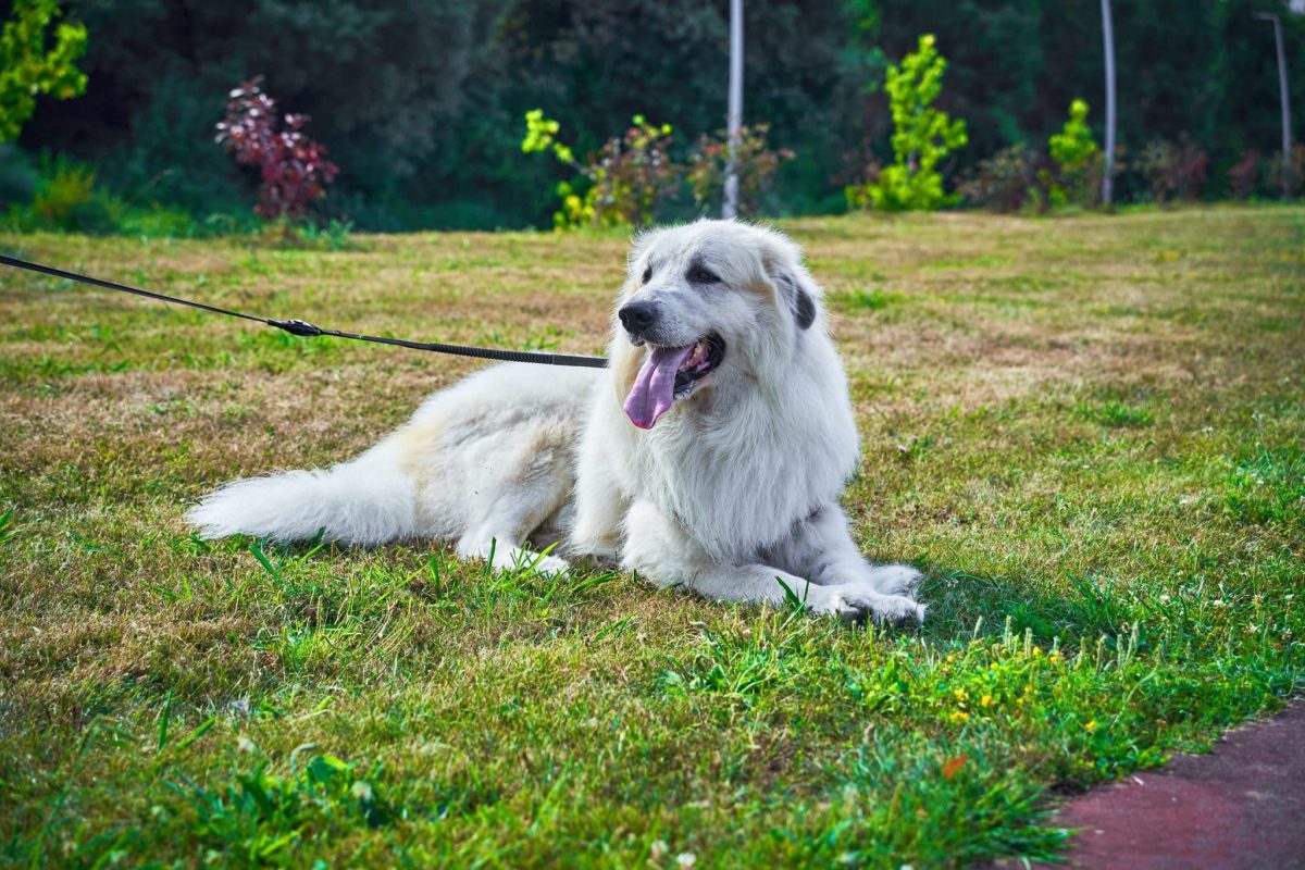 Great Pyrenees reflecting calm courage and naturally watchful guardian instincts.