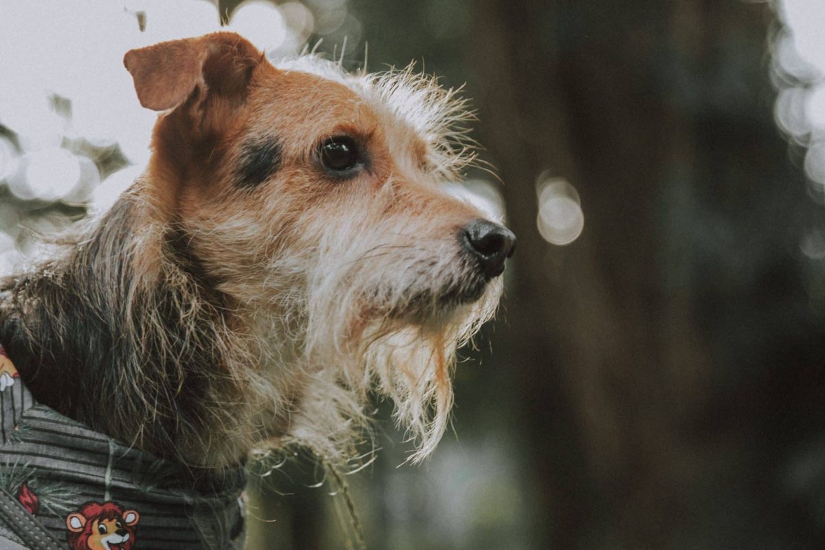 A dog displaying natural facial whiskers that can regrow after trimming.