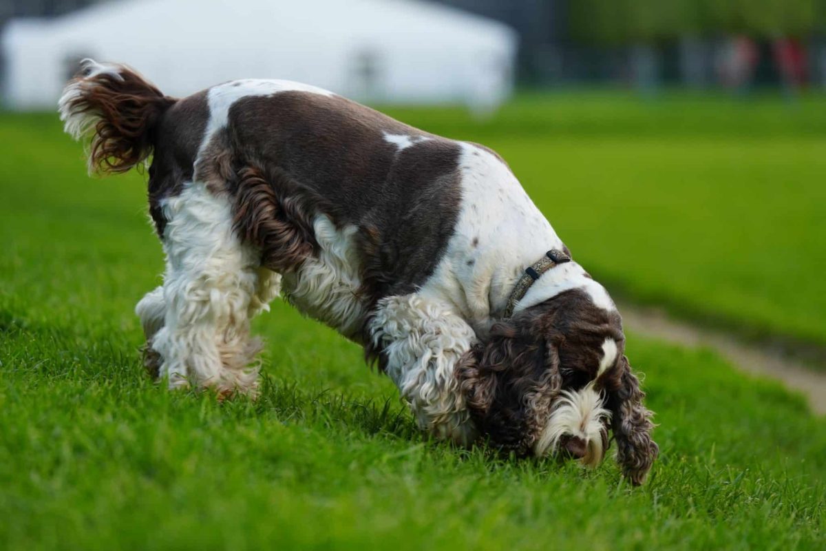 An attentive dog demonstrating the focus and curiosity behind exceptional canine scent detection
