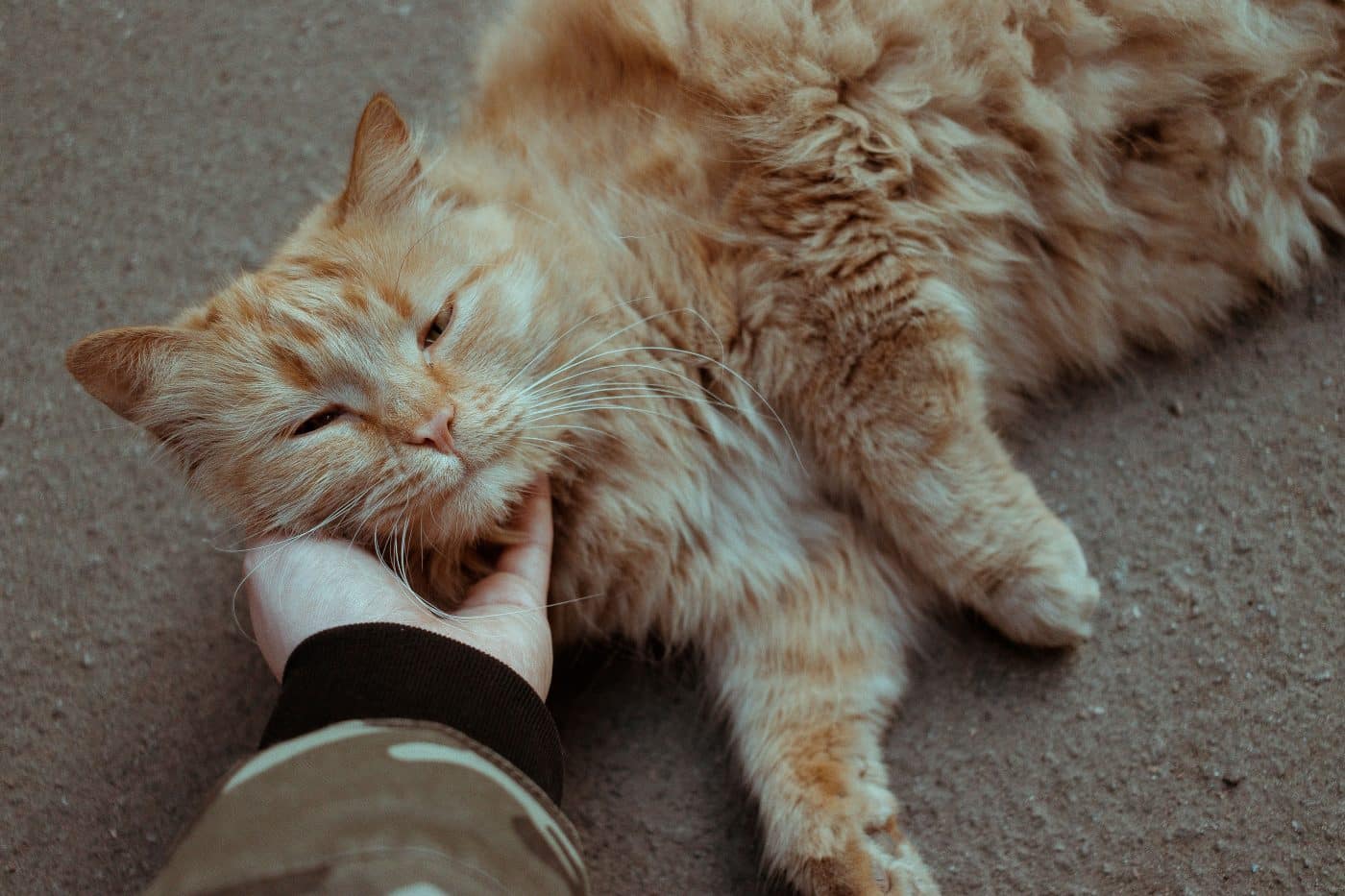 A confident cat nudging a person's hand with their forehead while waiting for a response.