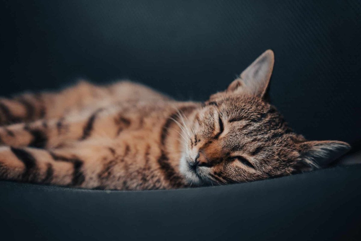 A peaceful cat sleeping undisturbed on a soft bed in a quiet corner of the home.