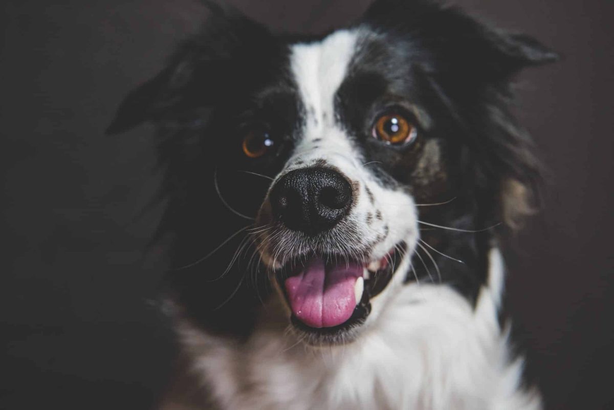 A relaxed dog displaying healthy whiskers that deserve gentle respectful handling.