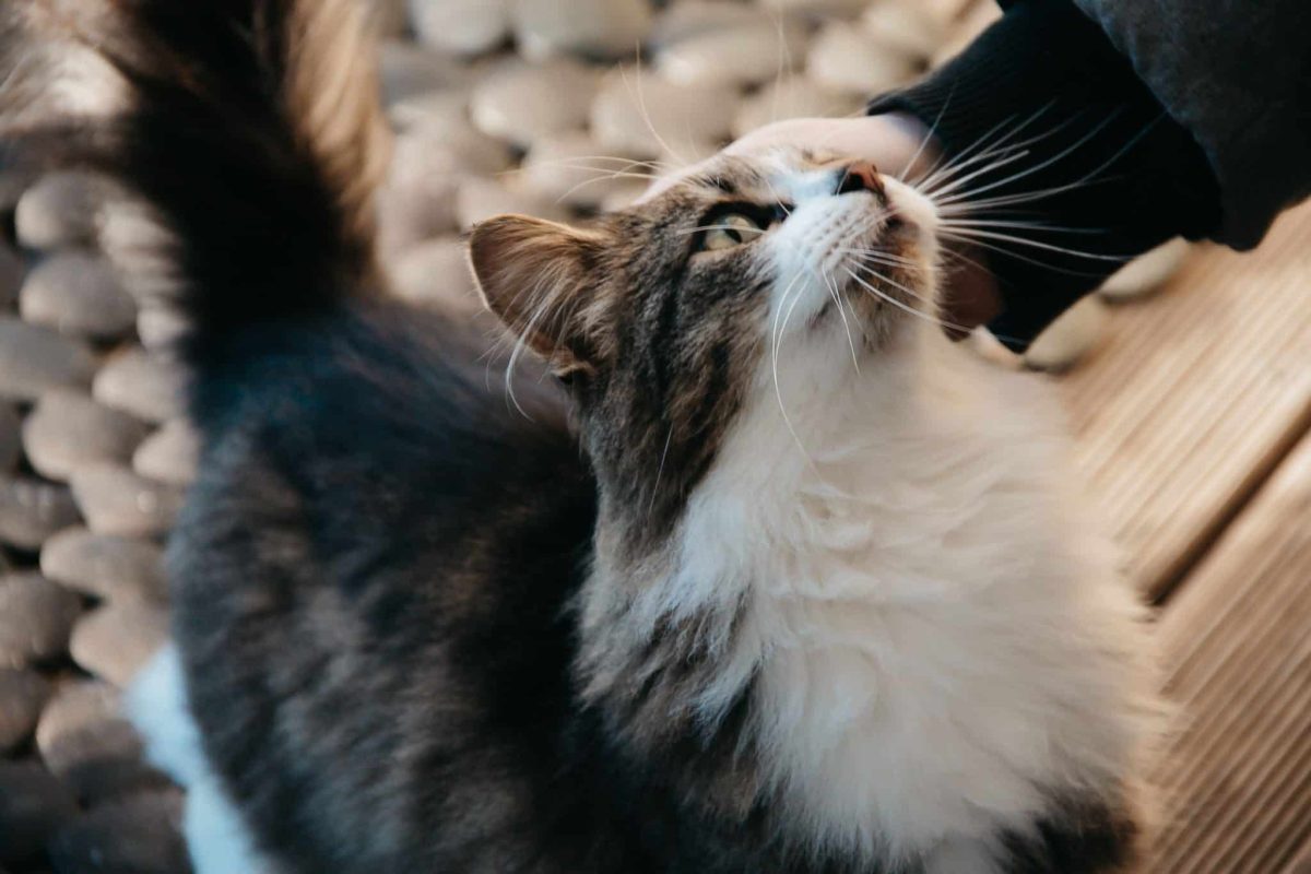 A relaxed cat gently rubbing their cheek against a person, showing a familiar face-rubbing behavior used for scent and social communication.