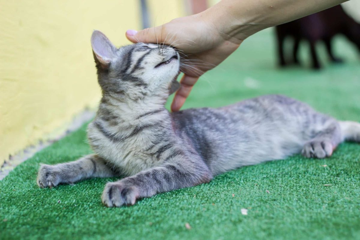 A relaxed cat gently rubbing their cheek against a person's hand with a content expression.
