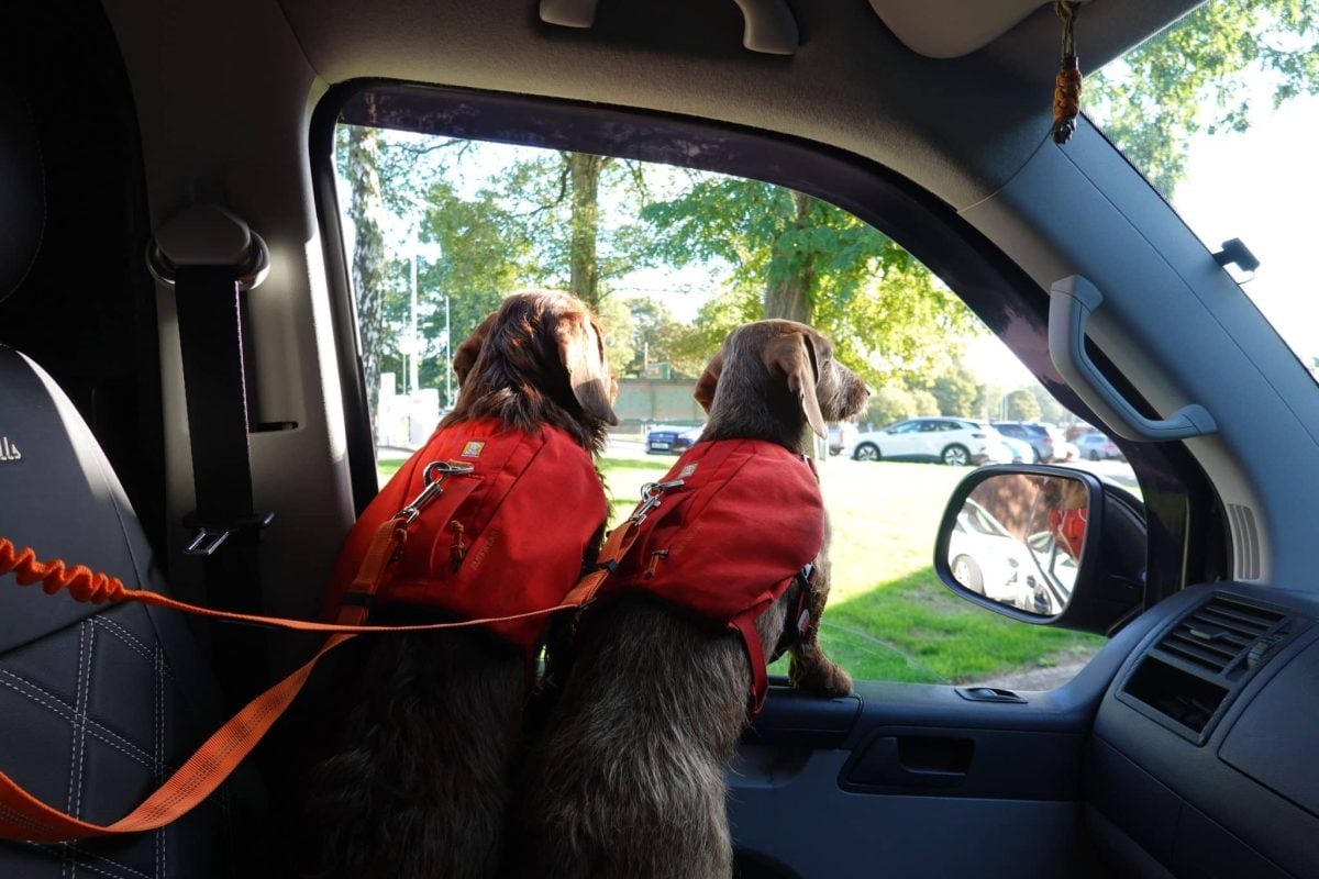 An eager dog showing joyful enthusiasm about joining another family activity.
