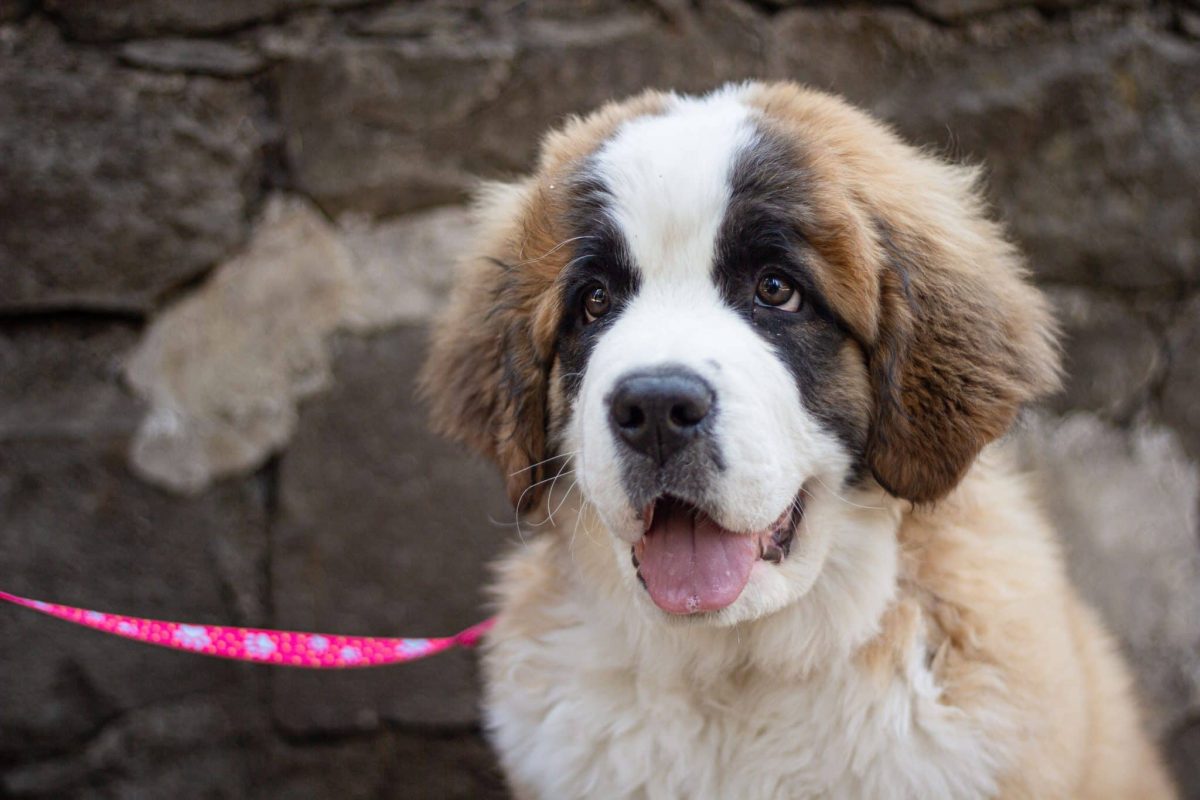 Saint Bernard showing massive paws suited to its impressive size and strength.
