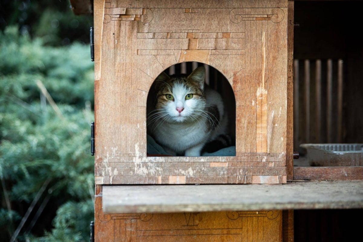 A relaxed cat resting inside a cozy covered bed while quietly observing the room.
