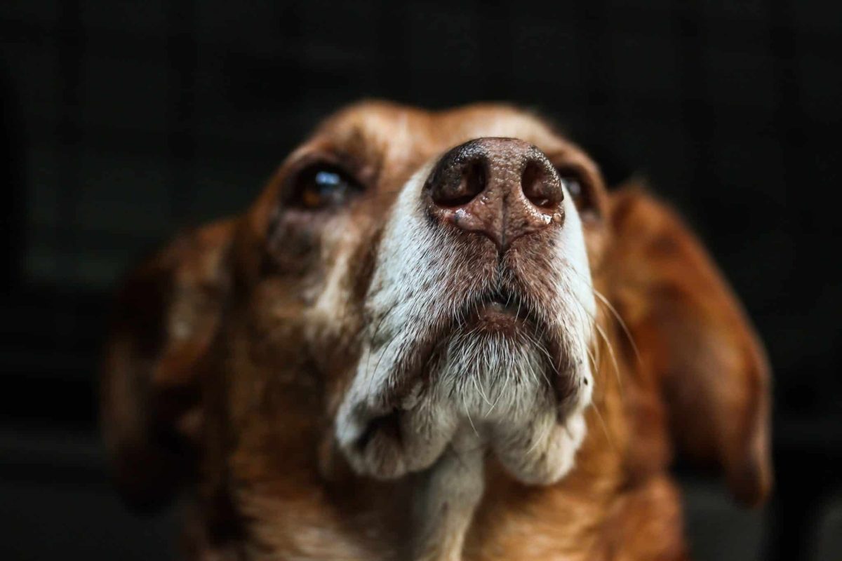 A dog's eyebrow whiskers highlighting their sensitive protective role near the eyes.