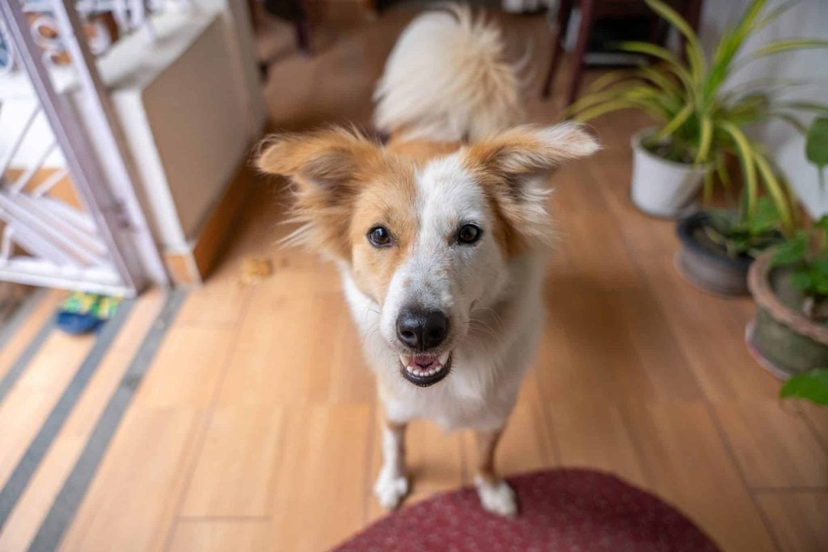 A trusting dog showing loyalty through focused attention and confident connection.