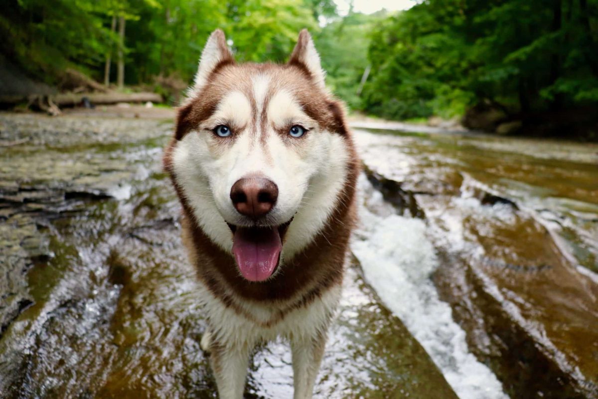 Siberian Husky displaying endurance and confidence shaped by demanding northern travel.