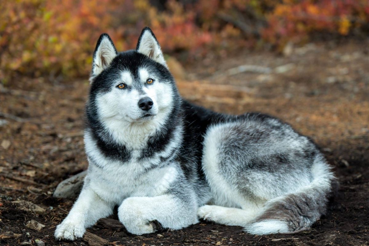 Expressive dog capturing the enduring bond between ancient heritage and modern canine companionship