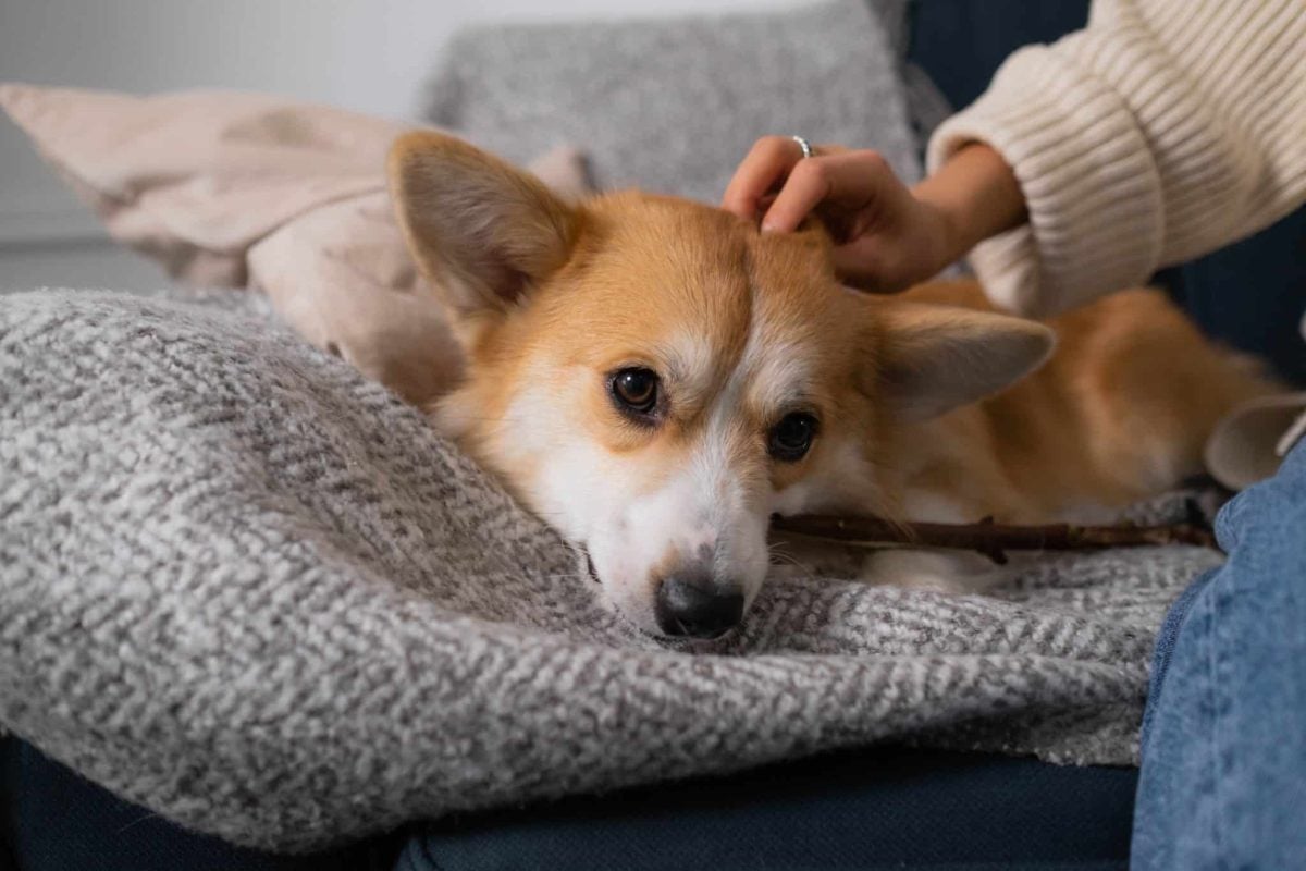 A relaxed dog expressing quiet loyalty by choosing comforting closeness.
