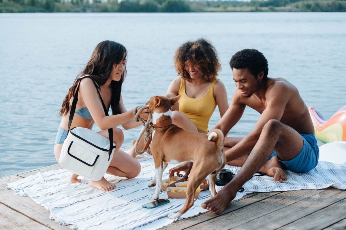 A social dog displaying cheerful determination to join every shared family moment.