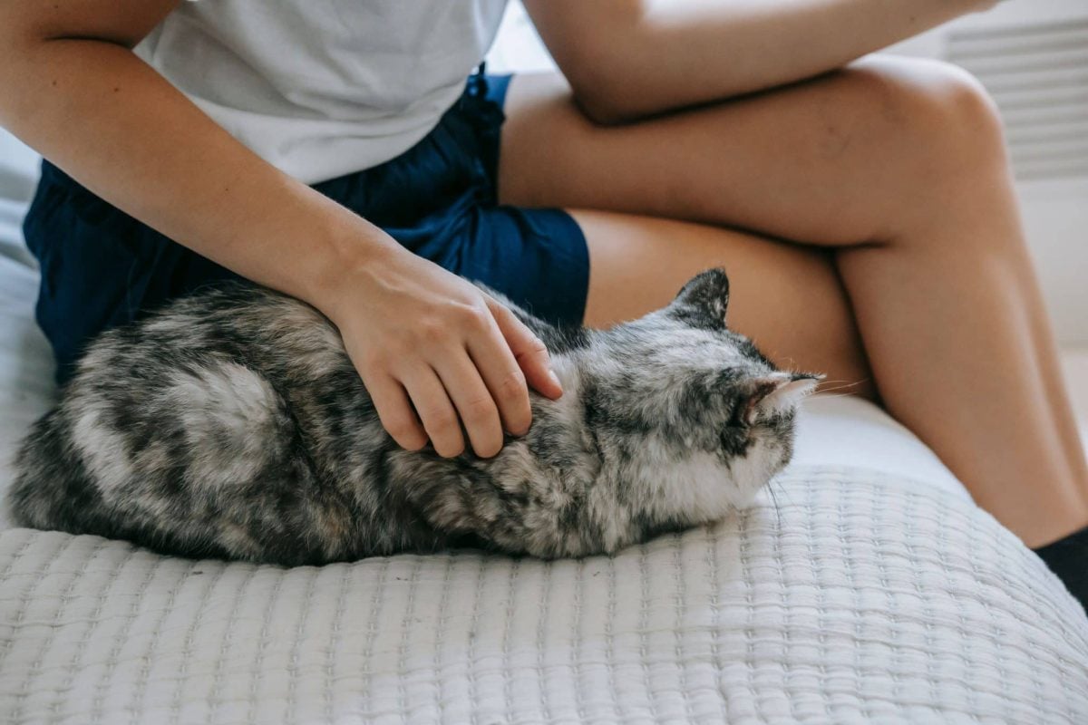 A happy cat relaxing beside their person in a sunny room with a comfortable window perch nearby.