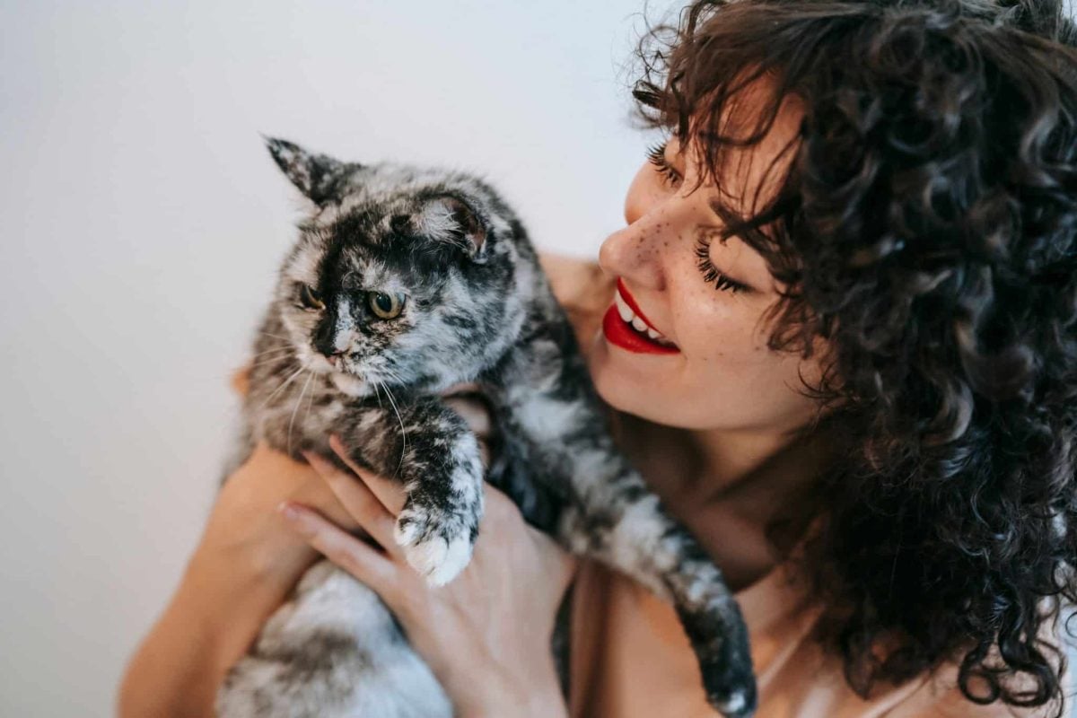 A content cat enjoying gentle cheek scratches from their person while resting comfortably on a sofa.