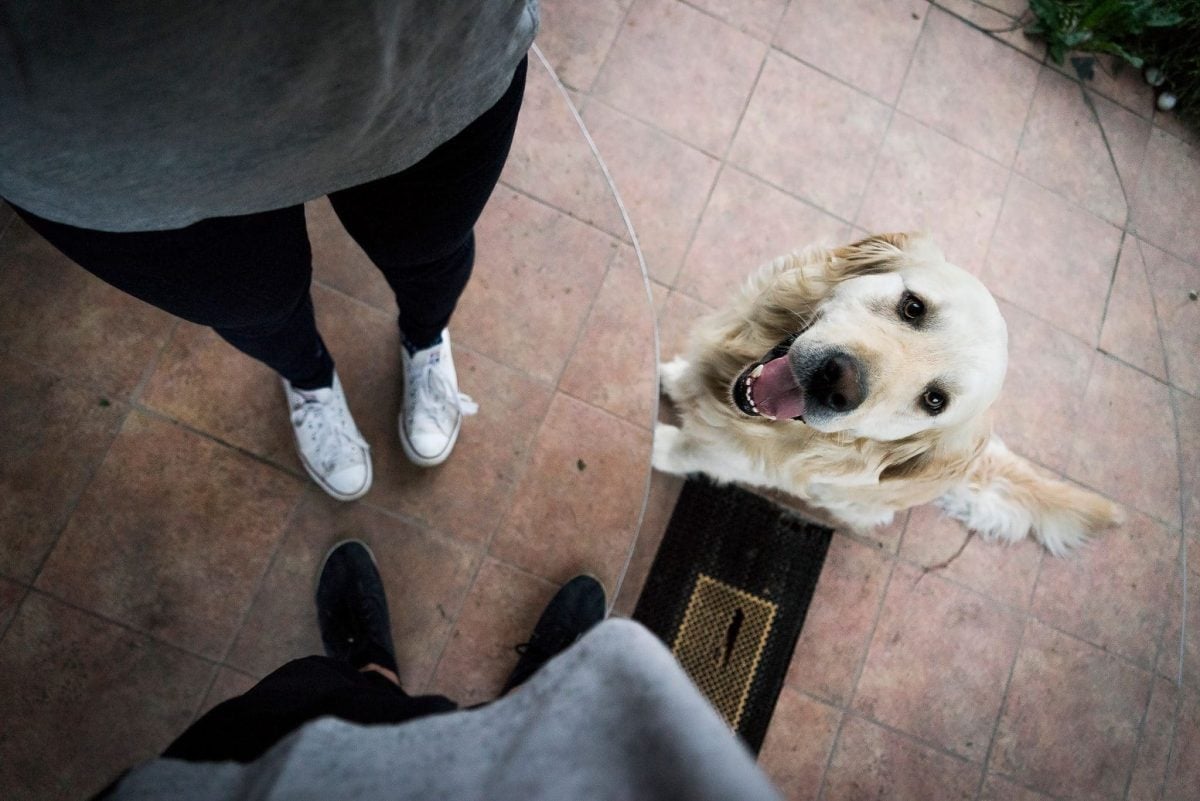 Golden Retriever displaying gentle patience and calm attentiveness with a friendly expression.