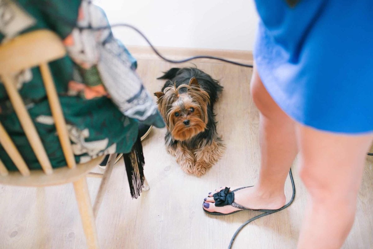  A curious dog appearing proudly involved in another ordinary household routine.