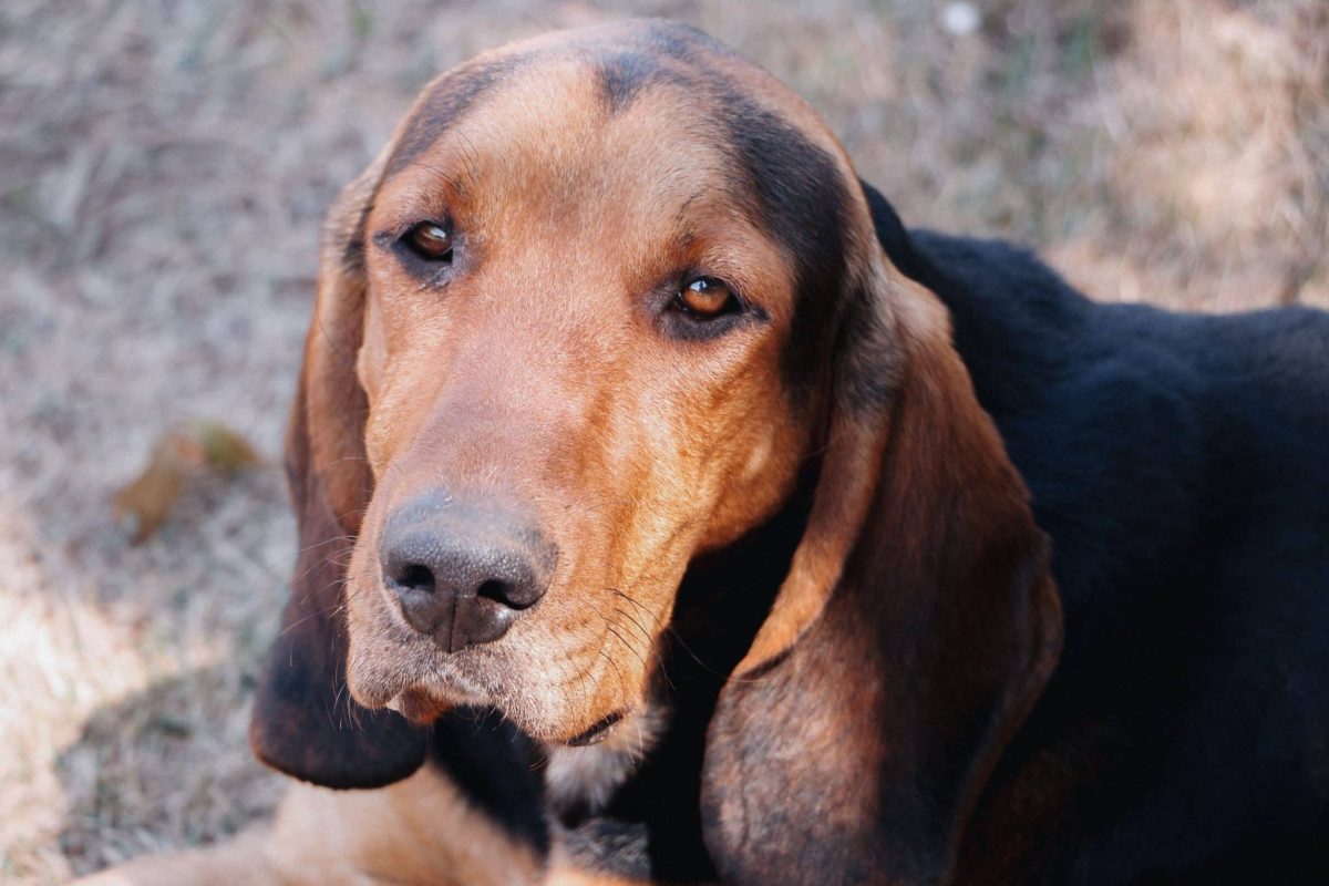 Black and Tan Coonhound showing persistence and confident natural tracking ability.