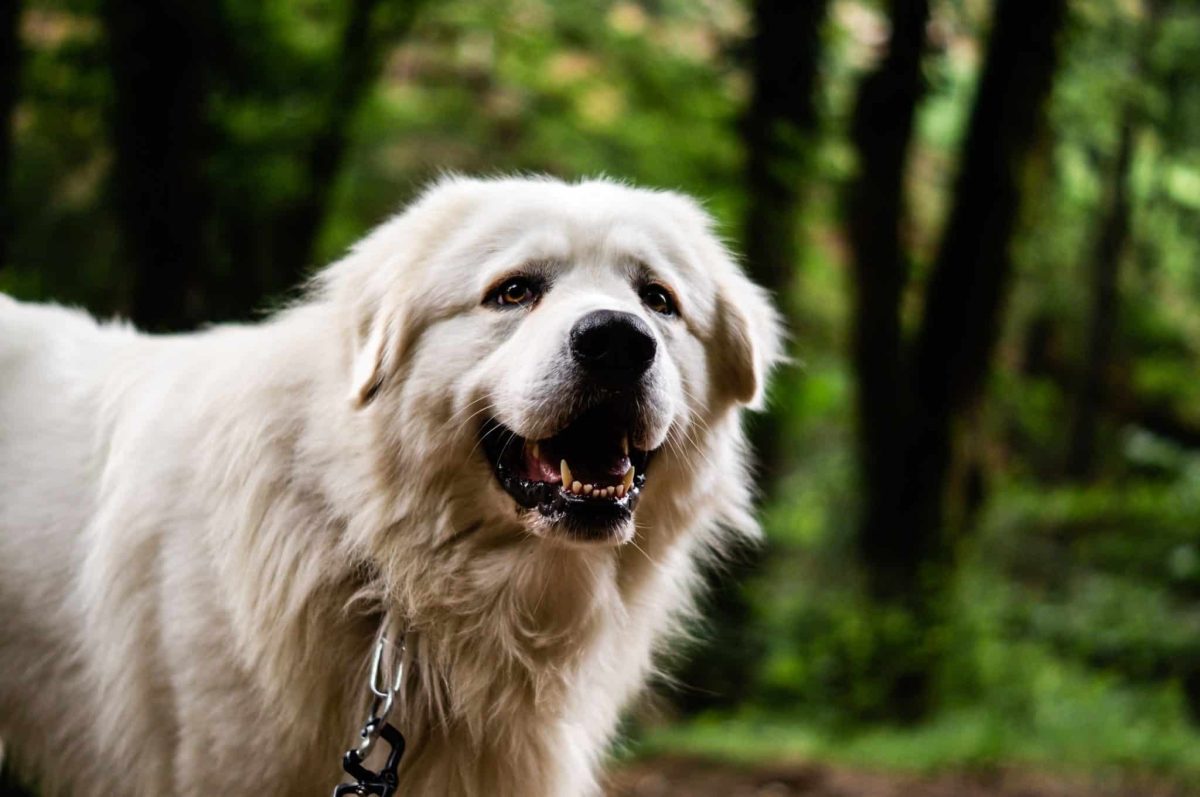 Great Pyrenees showing calm courage and powerful traits shaped by mountain work.