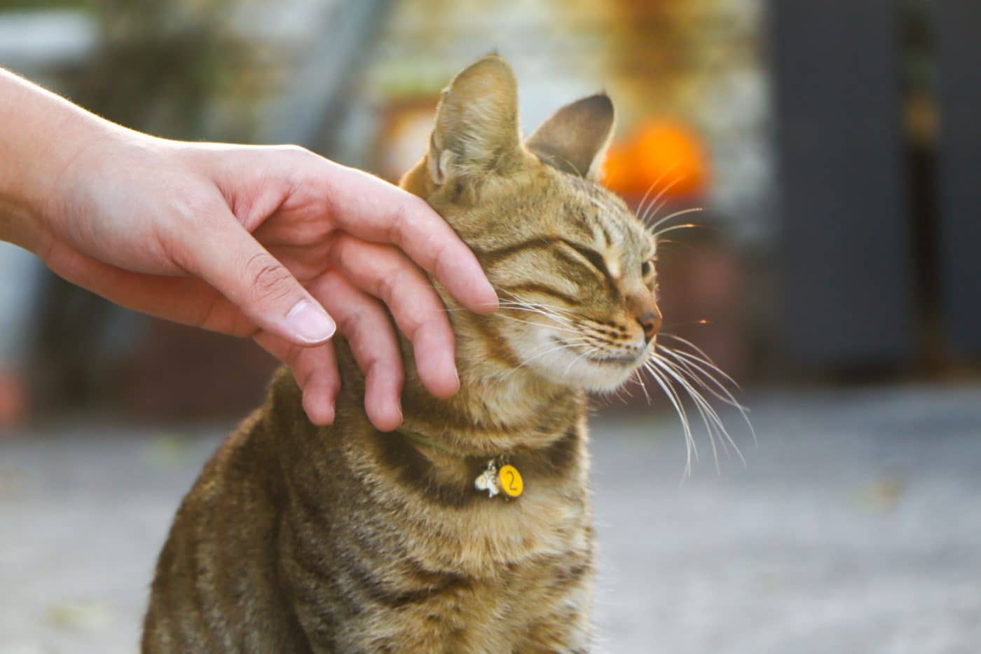 A calm cat rubbing against a person's leg during a familiar daily interaction.